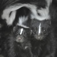 Mláďata ze ZOO - klikněte pro zobrazení detailu