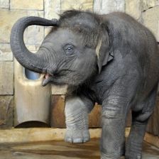 Mláďata ze ZOO