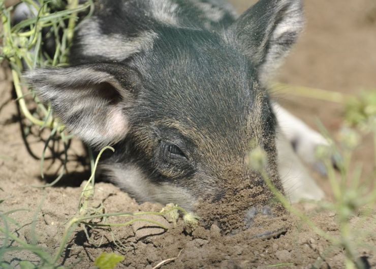 zobrazit detail snímku: Mláďata ze ZOO
