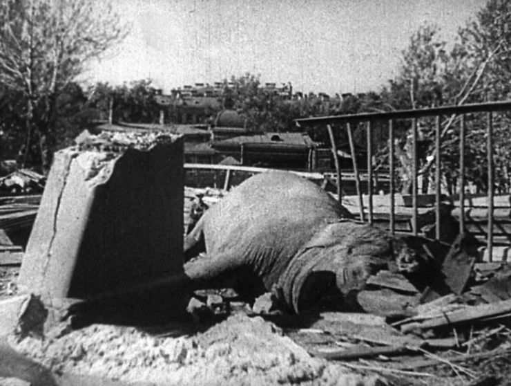 zobrazit detail snímku: Slonice Betty zabitá při bombardování