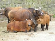 Rodinka v ZOO