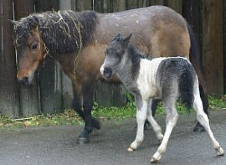zobrazit detail snímku: pony shetlandský
