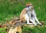 ZOO Olomouc: ZOO se nachází na úpatí Nízkého Jeseníku.…