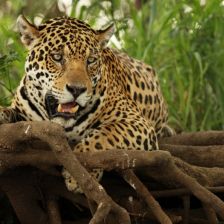 Jaguár