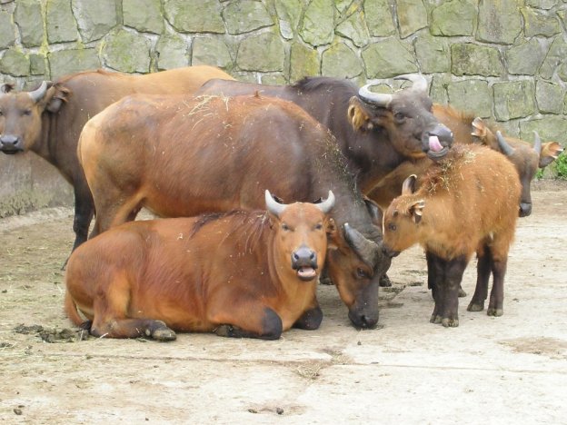 stáhnout tapetu: Rodinka v ZOO