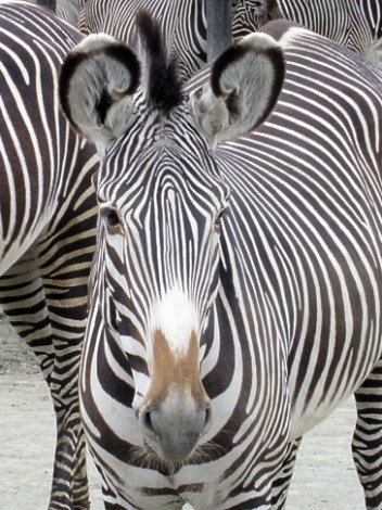 Zebra - klikněte pro zobrazení detailu