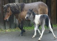 V rozkvetlé jihlavské zoo další dva přírůstky: Jedním je nejmenší druh poníků, pony…