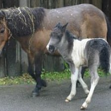 pony shetlandský