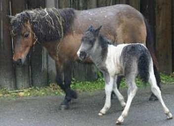 pony shetlandský - klikněte pro zobrazení detailu