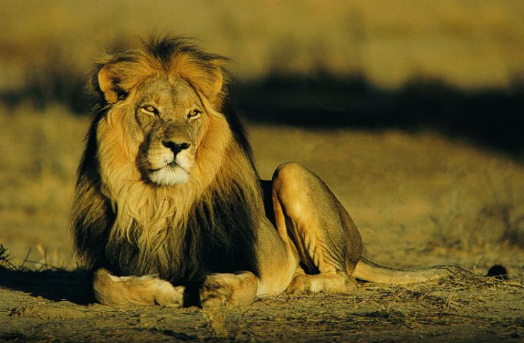 zobrazit detail snímku: lev