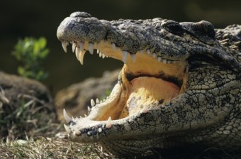 Krokodýl - klikněte pro zobrazení detailu