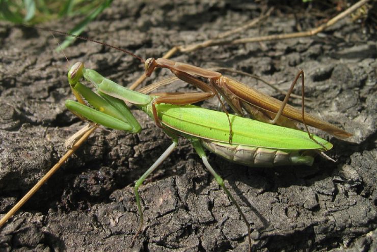 zobrazit detail snímku: Páření kudlanky nábožné