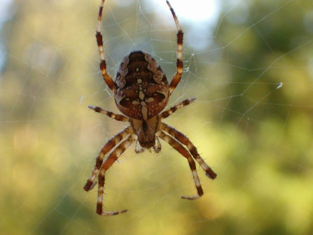 stáhnout tapetu: Pavouk