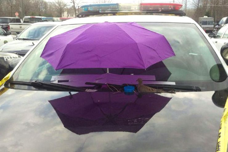 zobrazit detail snímku: Pták na policejním autě