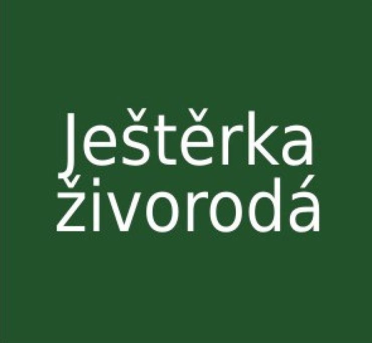 zobrazit detail snímku: Ještěrka živorodá