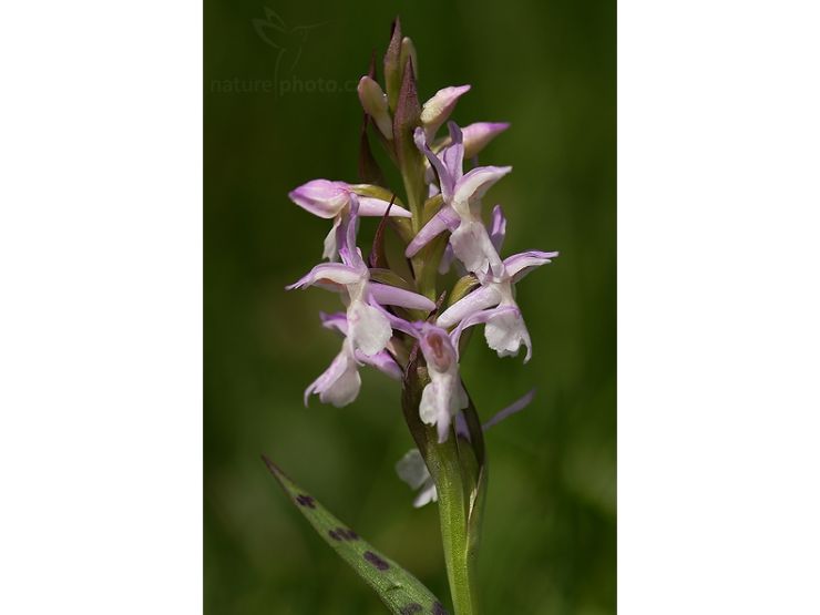 zobrazit detail snímku: Prstnatec májový