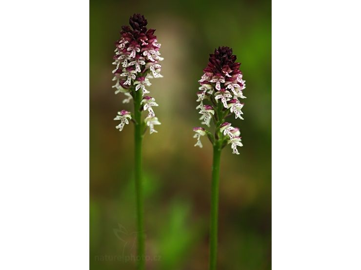 zobrazit detail snímku: Vstavač osmahlý